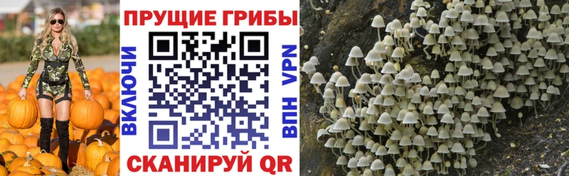 Псилоцибиновые грибы Cubensis  что такое наркотик  Кашира 